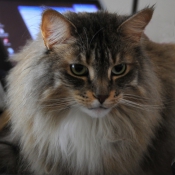 Photo de Maine coon