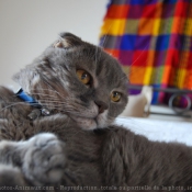 Photo de Scottish fold