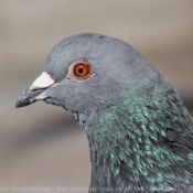 Photo de Pigeon