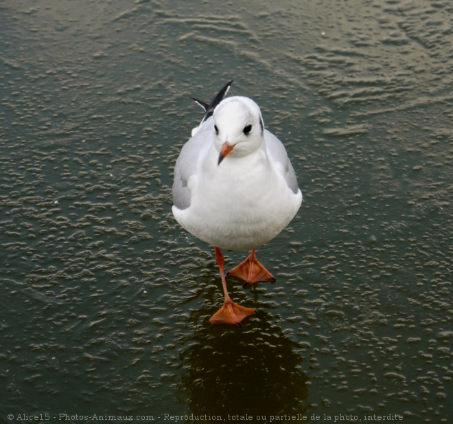 Photo de Mouette