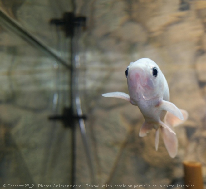 Photo de Poissons rouges