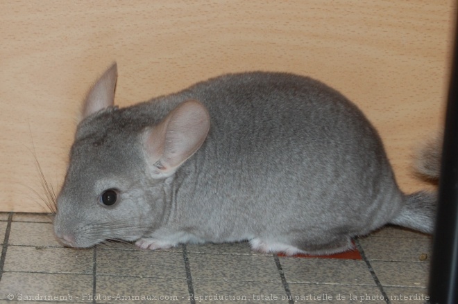 Photo de Chinchilla