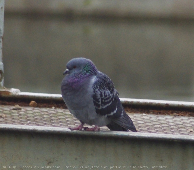 Photo de Pigeon