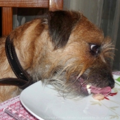 Photo de Border terrier