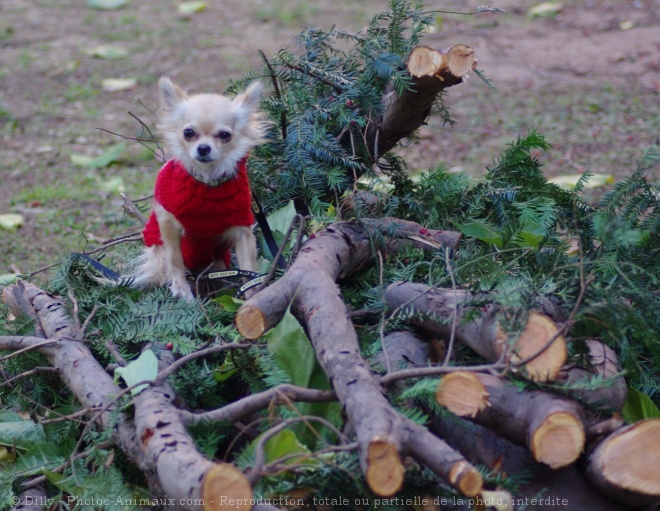 Photo de Chihuahua  poil long