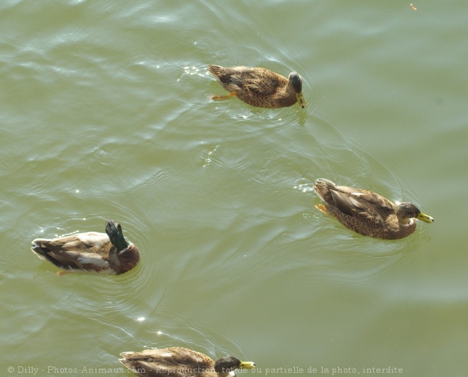 Photo de Canard colvert