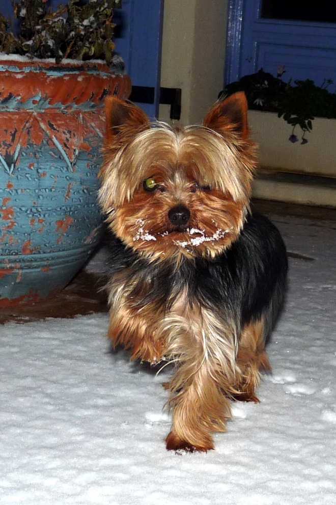 Photo de Yorkshire terrier