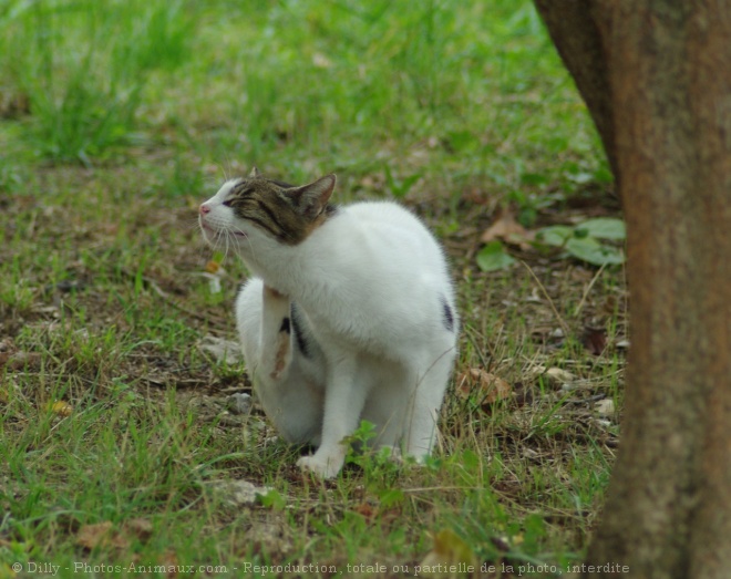 Photo de Chat domestique