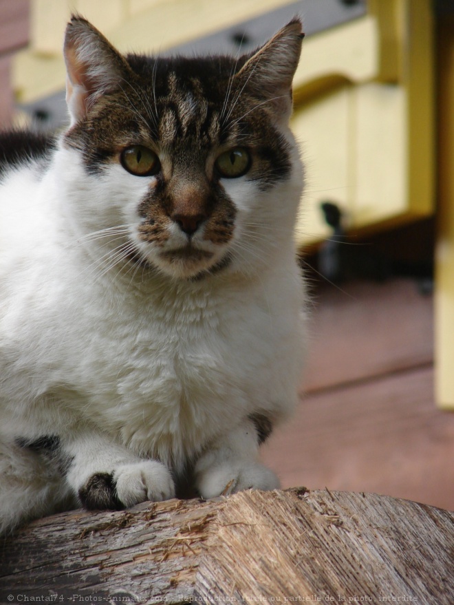 Photo de Chat domestique