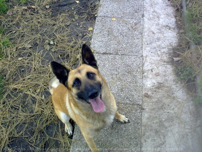 Photo de Berger belge malinois