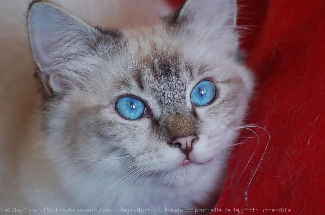 Photo de Sacr de birmanie