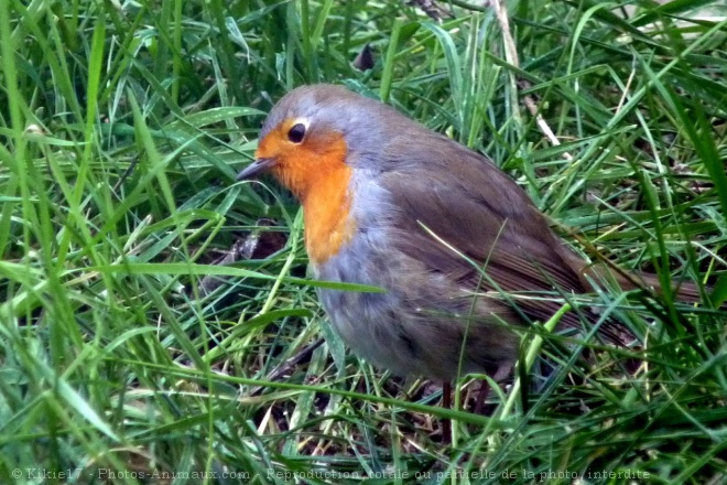 Photo de Rouge gorge