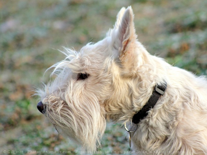 Photo de Scottish terrier