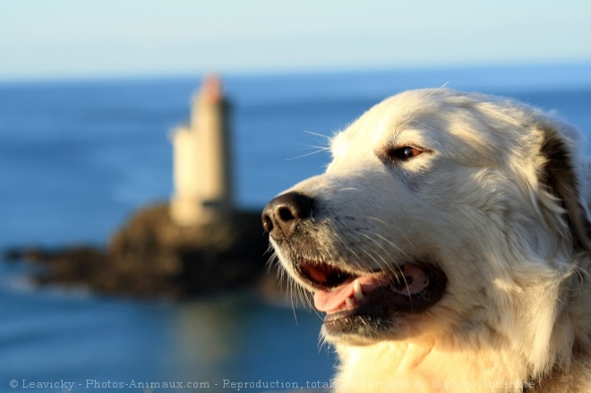 Photo de Chien de montagne des pyrnes