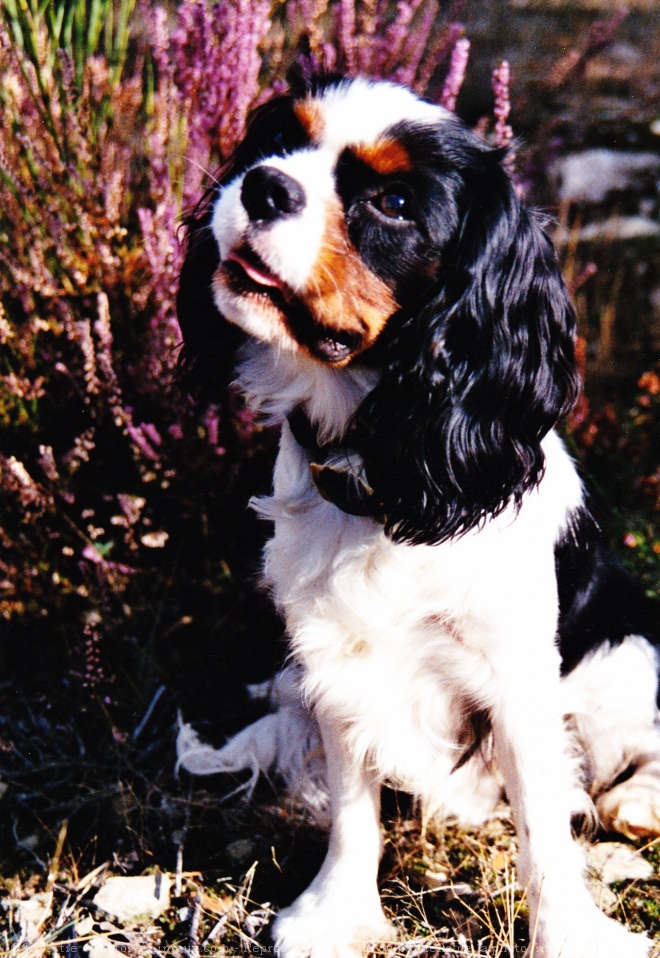 Photo de Cavalier king charles spaniel