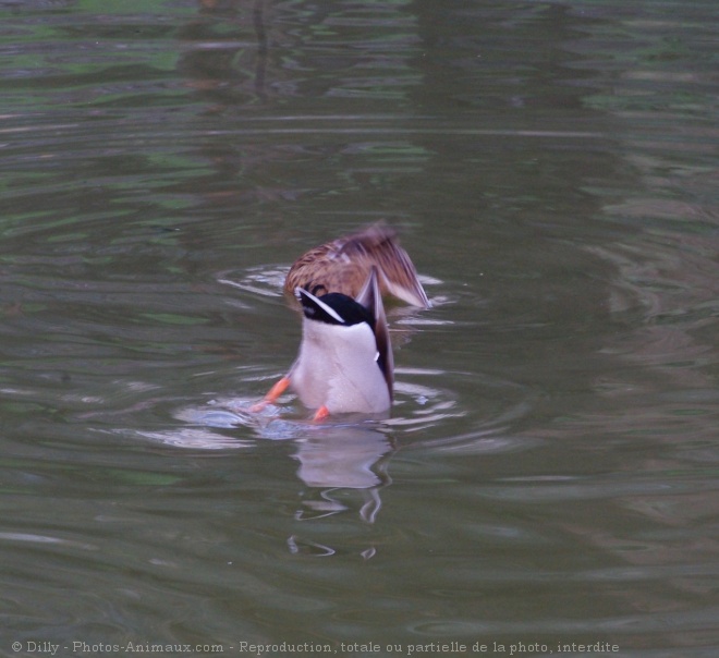 Photo de Canard colvert