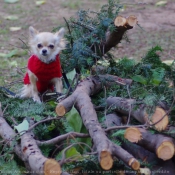 Photo de Chihuahua  poil long