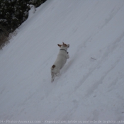 Photo de Jack russell terrier