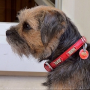 Photo de Border terrier