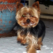 Photo de Yorkshire terrier