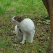 Photo de Chat domestique