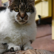 Photo de Chat domestique