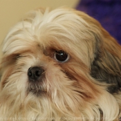 Photo de Shih tzu