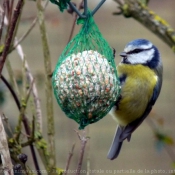 Photo de Msange bleue