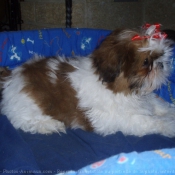 Photo de Shih tzu