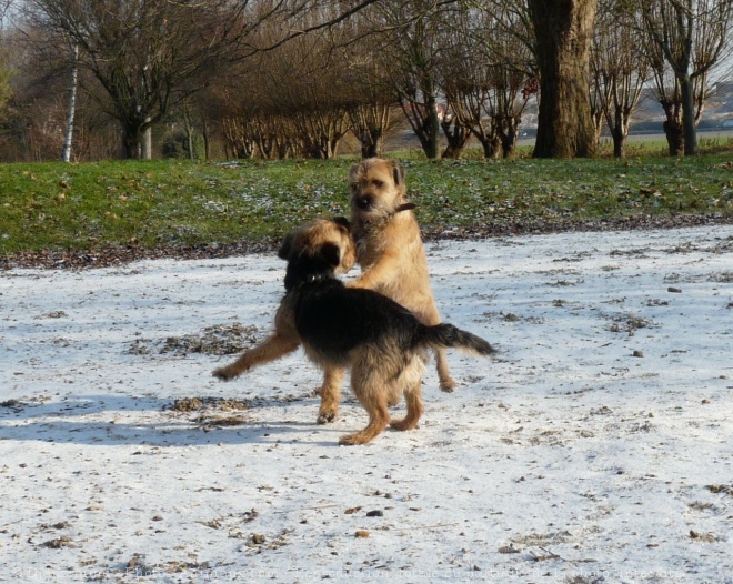 Photo de Border terrier