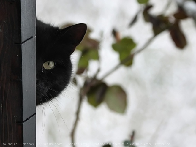 Photo de Chat domestique