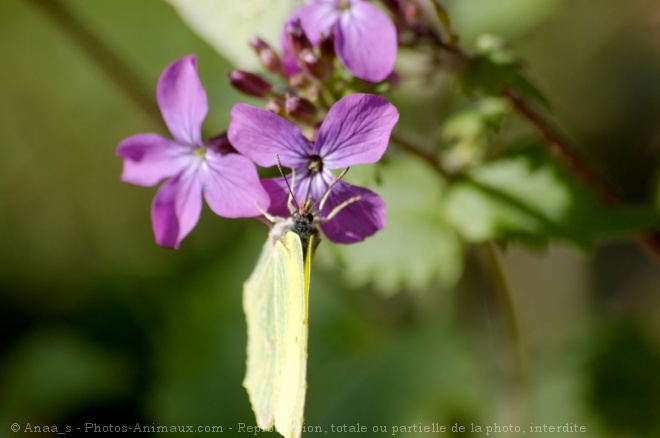 Photo de Papillon