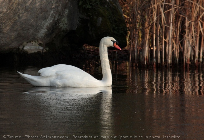 Photo de Cygne