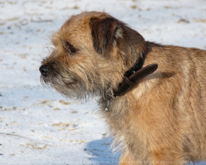 Photo de Border terrier