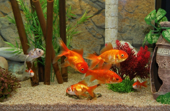 Photo de Poissons rouges