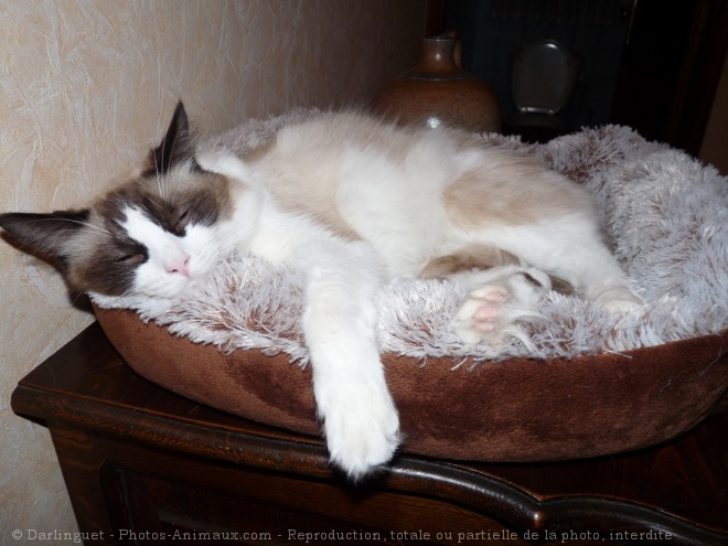 Photo de Ragdoll