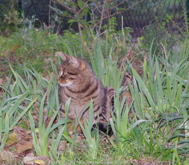 Photo de Chat domestique