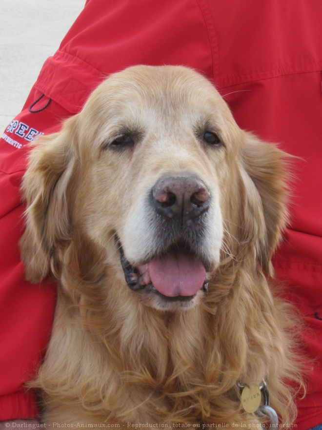 Photo de Golden retriever