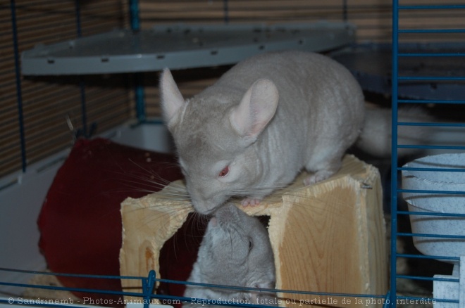 Photo de Chinchilla