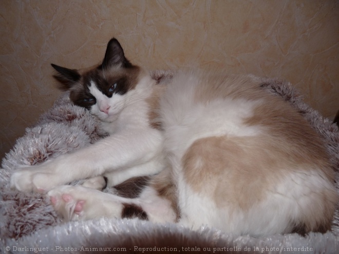 Photo de Ragdoll