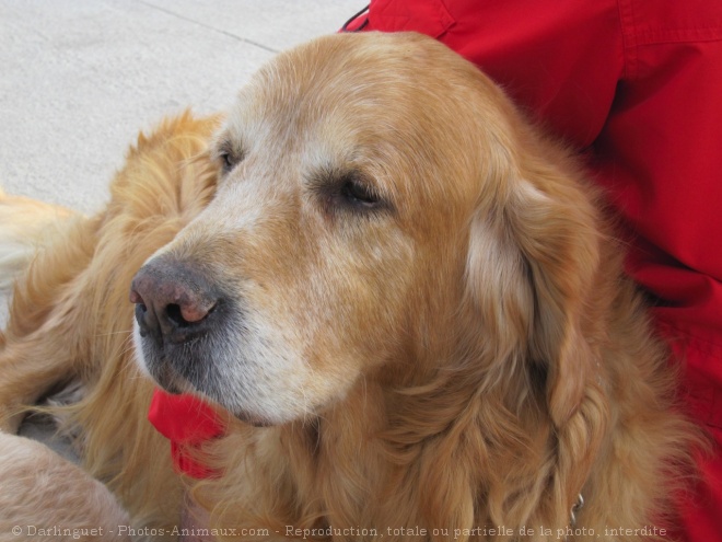 Photo de Golden retriever