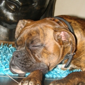 Photo de Boxer