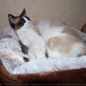 Photo de Ragdoll