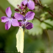 Photo de Papillon