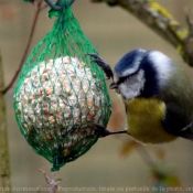 Photo de Msange bleue