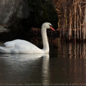 Photo de Cygne