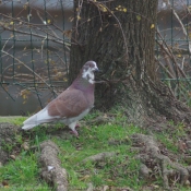 Photo de Pigeon