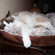 Photo de Ragdoll