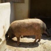 Photo de Cochon