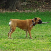 Photo de Boxer